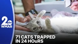 Volunteers tackle Baltimore’s growing street cat colonies